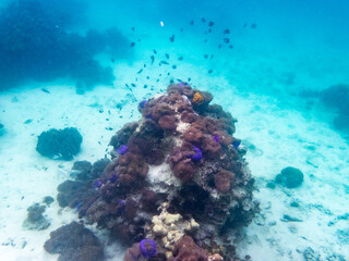 Sea anemone under myanmar sea