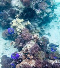 Sea anemone under myanmar sea