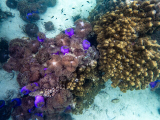 Sea anemone under myanmar sea
