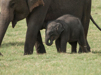 Sri Lankan Elephants and Tuskers in Kaudulla National Park, Sri Lanka 