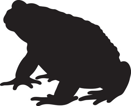 Natterjack Toad Silhouette on White Background
