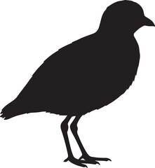 Quail-plover Silhouette on White Background