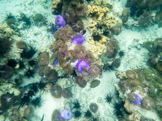 Sea anemone under myanmar sea