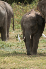 Fototapeta premium Sri Lankan Elephants and Tuskers in Kaudulla National Park, Sri Lanka 
