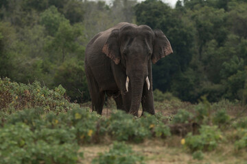 Obraz premium Sri Lankan Elephants and Tuskers in Kaudulla National Park, Sri Lanka 