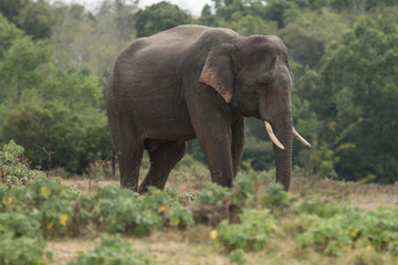 Obraz premium Sri Lankan Elephants and Tuskers in Kaudulla National Park, Sri Lanka 