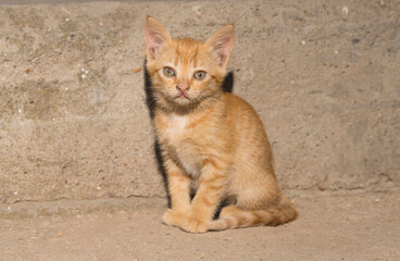 A small red kitten on the background of a concrete wall. Association of loneliness.