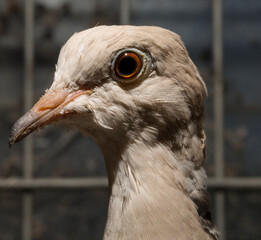 The African collared dove (Streptopelia roseogrisea). Keeping in captivity. A pet.