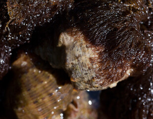 Rapana venosa, common name the veined rapa whelk, a marine gastropod mollusc or whelk, in the family Muricidae, the rock shells.