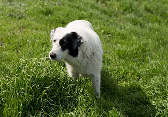 A stray huge white female dog, begging for food. A pet in the wild.