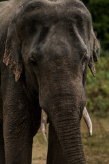 Fototapeta premium Sri Lankan Elephants and Tuskers in Kaudulla National Park, Sri Lanka 