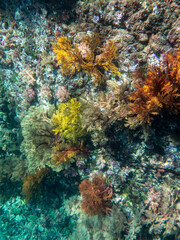 Cliff reef under the sea in Myanmar