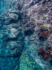 Cliff reef under the sea in Myanmar