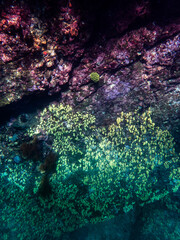 Cliff reef under the sea in Myanmar