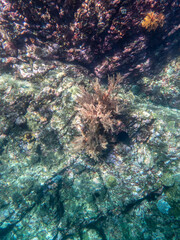 Cliff reef under the sea in Myanmar