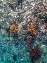 Cliff reef under the sea in Myanmar