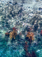Cliff reef under the sea in Myanmar