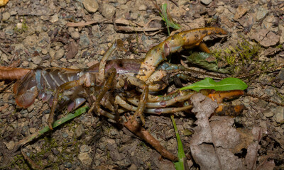 Astacus astacus, the European, noble, or broad-fingered crayfish. A female arthropod.
