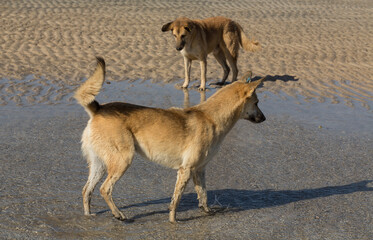 Red wild dogs on the shore of the red sea. A sexually mature pair of animals, a male and a female. The animal catches fish at low tide. The hunting skills of a predator.