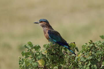 Beautiful Birds in Sri Lanka 