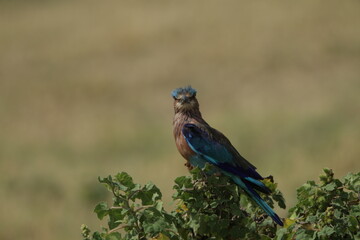 Beautiful Birds in Sri Lanka 