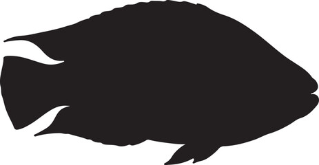 Napoleon Wrasse Silhouette