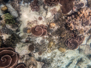 Coral reef under the Myanmar sea