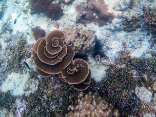 Coral reef under the Myanmar sea