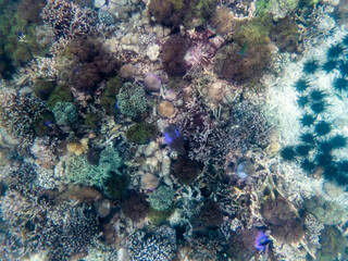 Coral reef under the Myanmar sea