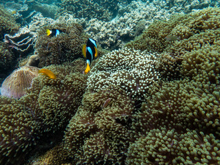 Coral reef under the Myanmar sea