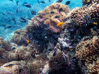 Coral reef under the Myanmar sea