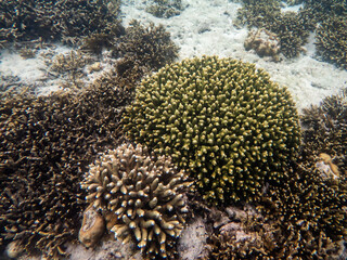 Coral reef under the Myanmar sea