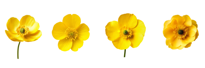 Beautiful Buttercup Bloom in Full Sunlight