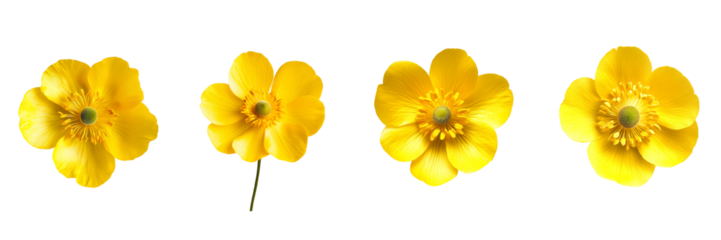 Bright Yellow Buttercup Flower 