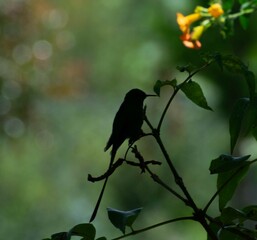 Lindo colibri posando sobre rama de arbol nativo en NARIÑO