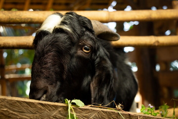 close-up of a male black goat's head in a pen, white fur between the horns