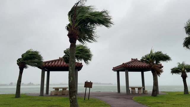 Hurricane Palms Blowing In Strong Wind As Storm Hits - Khanun