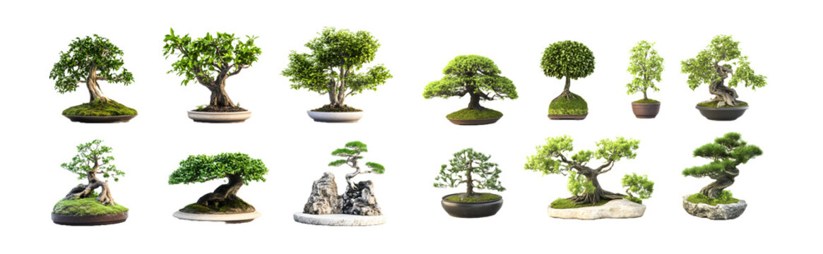 Set of bonsai trees in different styles and containers. isolated on transparent background
