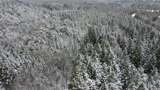 Flying over a large pine forest just after a heavy snowfall - Survol d'une grande for&ecirc;t de pins juste apr&egrave;s de grande chute de neige