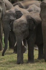 Obraz premium Beautiful Tuskers and Elephants in Kaudulla National Park, Sri Lanka 