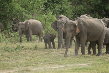 Fototapeta premium Beautiful Tuskers and Elephants in Kaudulla National Park, Sri Lanka 