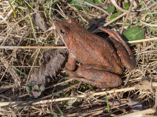 portrait of a frog in spring close up