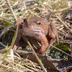 frog in the grass in spring close up