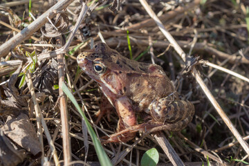 portrait of a frog in the grass closeup