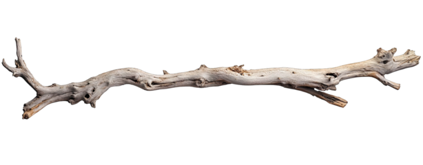 a long weathered piece of driftwood with branches showcasing natural textures and colors often used in home decor or as a natural art piece