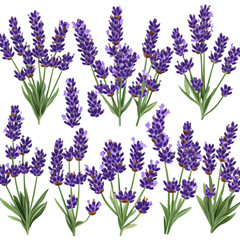 Naklejka premium lavender flowers isolated on white isolated on transparent background png
