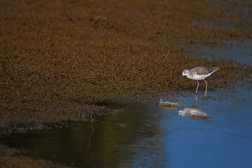 A beautiful Sandpiper wading gracefully in shallow, still water. The serene reflection of the bird in the calm water in wetland.