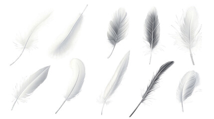 ten feathers in various shades of white and gray showcasing different shapes and textures the design emphasizes the delicate and soft nature of feathers suitable for artistic or decorative purposes