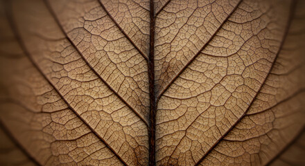 Dried Leaf Structure In Extreme Close-up Reveals Intricate Pattern Of Veins