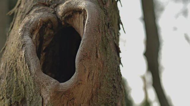 大木の大きな穴
